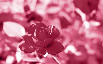 Red roses in the garden of red roses. Nature background. Trendy color of year 2023 - Viva Magenta