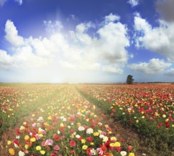A lot of lovely blooming buttercups and shining clouds. Shining sharp rays of the sun illuminate