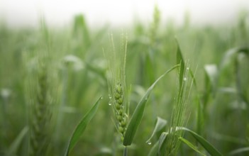 Close-up of young wheat plants glistening with morning dew. The soft light and shallow depth of