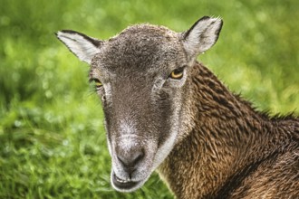 Potrtrait of a Sheep against Green Background Obermaiselstein, Germany