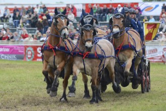 Cold-blooded horses as the titans of the race in Brück, Brandenburg