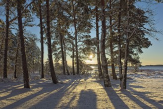 Morning sun shining through trees in winter with snow on the ground at seashore, Kallahdenniemi,