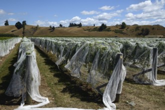 Netting covers a ripening grape crop at Marlborough, New Zealand