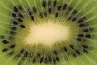 Kiwi, kiwifruit, fruit, kiwi fruit, fruits, Chinese gooseberry, (Actinidia deliciosa), slices,