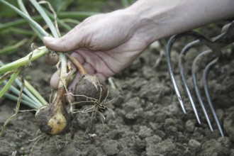 Onion harvest in a bed, hand holding an onion, garden, cottage garden Federal Republic of Germany