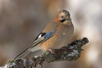 Jay, European Jay, Jay, eurasian jay (Garrulus glandarius), Geai des chênes, Arrendajo Común,