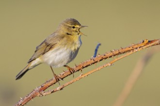 Willow Warbler, Willow Warbler, Phylloscopus trochilus, Pouillot fitis, Mosquitero Musical, Bad