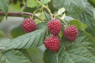 Raspberry (Rubus idaeus 'Himbotop'), Veitshöchheim, 81
