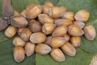 Hazelnut (Corylus 'Samsun'), Laußnitz, 81