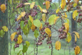 Mini kiwi (Actinidia arguta 'Weiki'), Bundessortenamt Potsdam-Marquardt, Marquardt, 81
