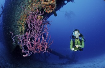 Diver at the Hilma Hooker shipwreck, Netherlands Antilles, Bonaire, Caribbean, Caribbean Sea