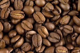 Freshly roasted coffee beans, coffee, drink, food, studio shot, Federal Republic of Germany