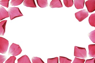 Frame made from rose petals