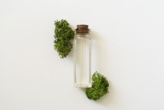 Sea moss personal care. Glass cork bottle with transparent serum and sea moss on white background.