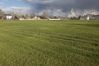 Freshly mowed, large field of grass with residential homes, church and heavy storm clouds in