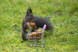 Squirrel (Sciurus vulgaris)