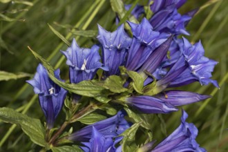 Swallow-root gentian (Gentiana asclepiadea)