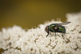 Shiny fly