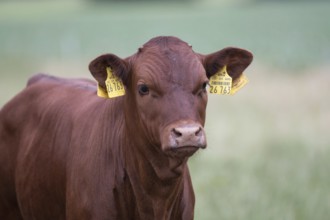 Red cattle calf