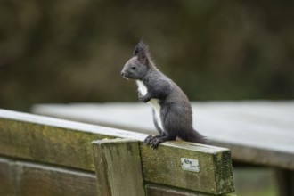 Squirrel (Sciurus vulgaris)