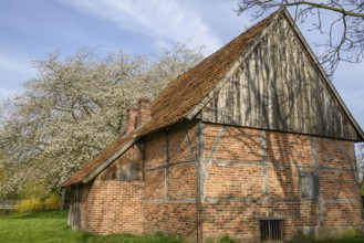 Traditional half-timbered house with blossoming tree in the background, Vreden, North