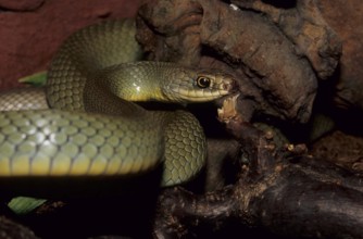 Smooth snake (Coluber constrictor)