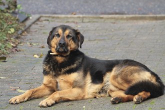 Shepherd crossbreed (canis lupus familiaris)