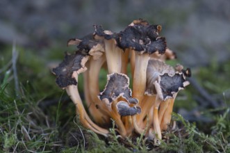 Star-creeping Leistling (Cantharellus aurora)