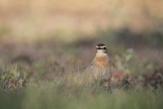 Whinchat in Punta Prima, Menorca