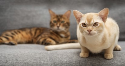 Adorable Burmese kitten on the sofa. Cute cat in home interior