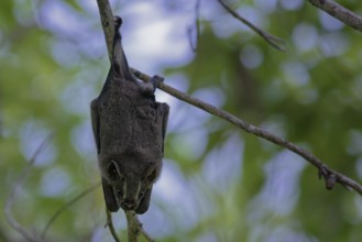 A bat hanging upside down from a branch amidst green foliage in a natural setting, Great