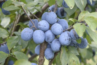 Plum (Prunus domestica 'Topfive'), Plum Rust (Tranzschelia pruni spinosae), Bundessortenamt,