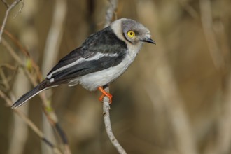 White-fronted shrike, (Prionops plumata), wanga shrike, passerine birds, Africa, Mkuze Game