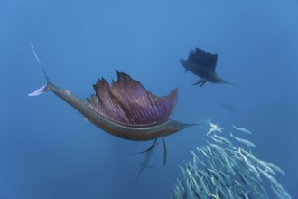 Atlantic sailfish, Istiophorus albicans, Isla Mujeres, Yucatan Peninsula, Caribbean, Mexico