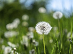 Dandelion (Taraxacum), dandelions, in a meadow, Offenbach am Main, Hesse, Germany