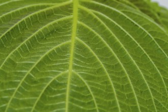 Closeup of leaf of Sesame plant (Sesamum indicum) with view of stem with smaller veins branching