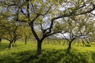 Apricot mile, orchard with apricot and apple trees, Rossatz, Wachau, Lower Austria, Austria