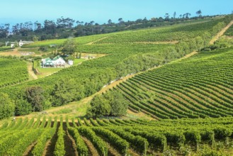 Aerial view of winery farm in green grapevine. Constantia, Cape Town, South Africa. The Constantia