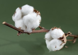 A close-up of cotton bolls on a branch, showcasing the fluffy white fibers and brown seed casings