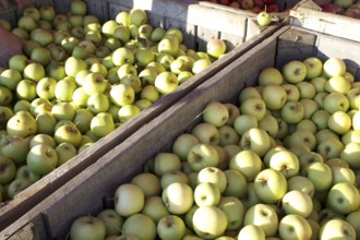 Wooden crates filled with apples during apple harvest season