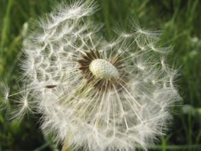 Common dandelion - dandelion - taraxacum
