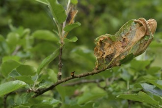 Web of codling moth caterpillar, larva, caterpillar, codling moth (Cydia pomonella), pest, fruit