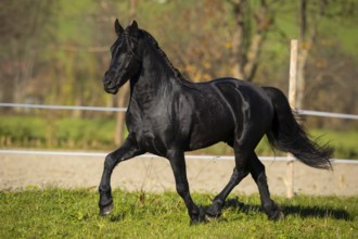 Friesian stallion in the pasture in autumn