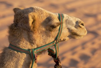 Portrait of a camel head close-up against desert sand background