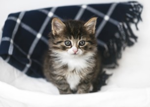 Funny little kitten sits in a laundry basket on a chequered blue blanket and has a dreamy look.