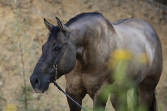 Portrait of a Quarter Horse on a halter, Austria