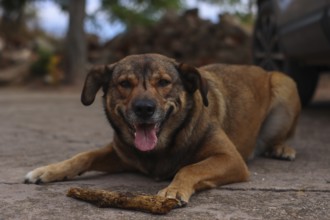 Close-up of a brown dog lying down with its tongue out after playing with a stick