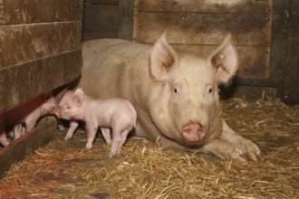A mother sow with one of her piglets