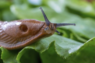 A slug in the garden eats a lettuce leaf. Snail plague in the garden Austria