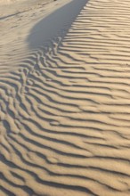 A surface of a sandy dune with traces of animals